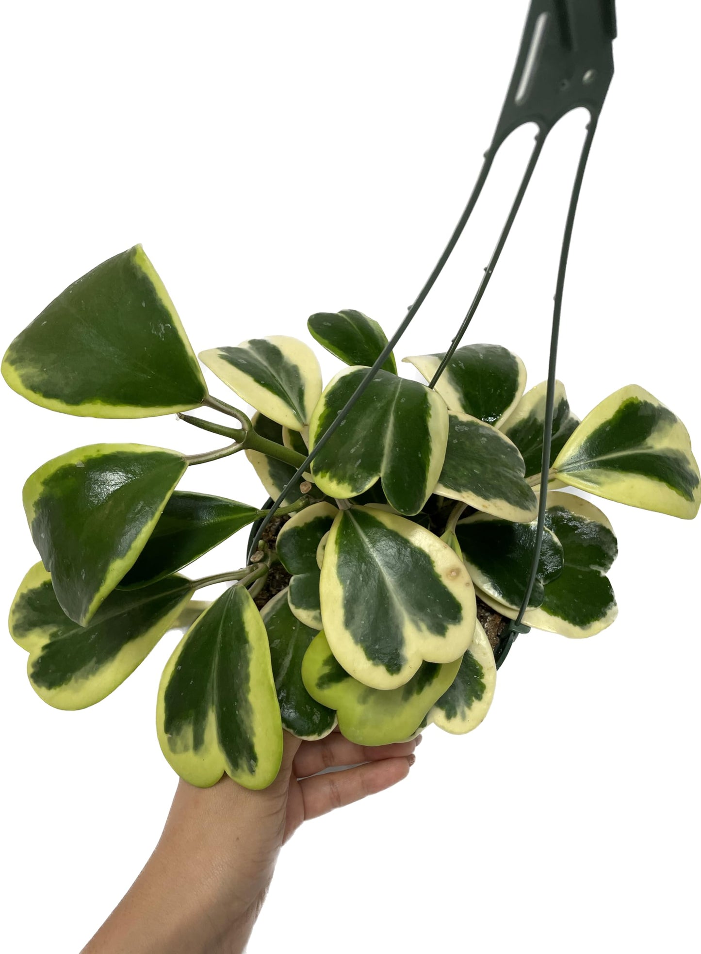Variegated Hoya Kerrii - Hoya Plants Live Houseplant - Outer Variegated Kerrii - Plant Gift - Air Purifying Features - CA Seller (2-3 Leaves Plant, 4" Pot)