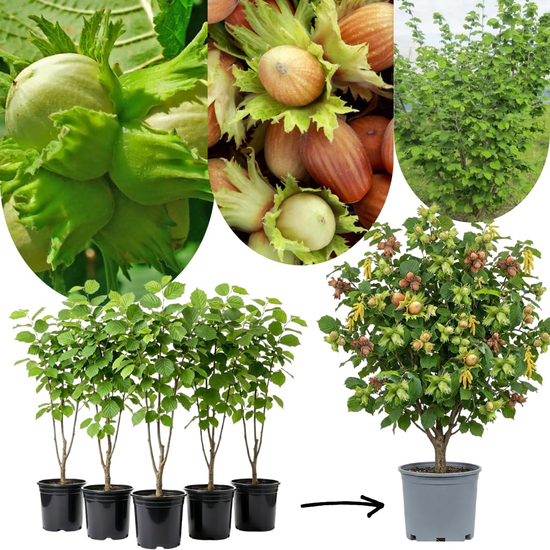 Hazelnut Tree Live Plant, 2–3 Ft Tall in 3 Gallon Pot, Hardy Nut Tree for Outdoor Garden Planting