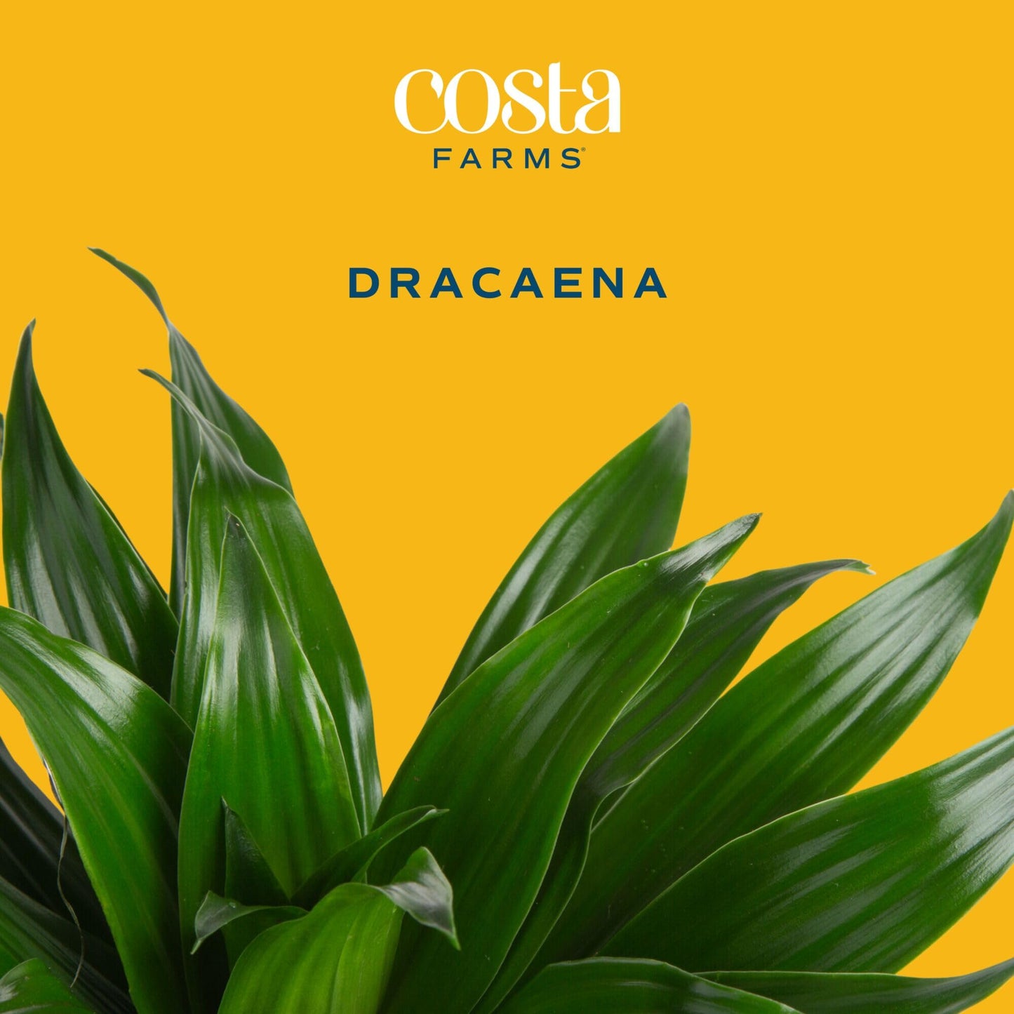 Costa Farms Dracaena Golden Heart Live Indoor Plant, Easy to Grow Houseplant in Decor Plant Pot, Potting Soil Mix, Living Room Home and Office Decor, Housewarming Gift, 2-3 Feet Tall