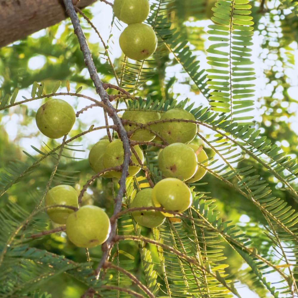 Green Gooseberry Plant Live for Planting, 5 to 9 Inc Long, Sweet Gooseberry Bushes Live Plant Growing