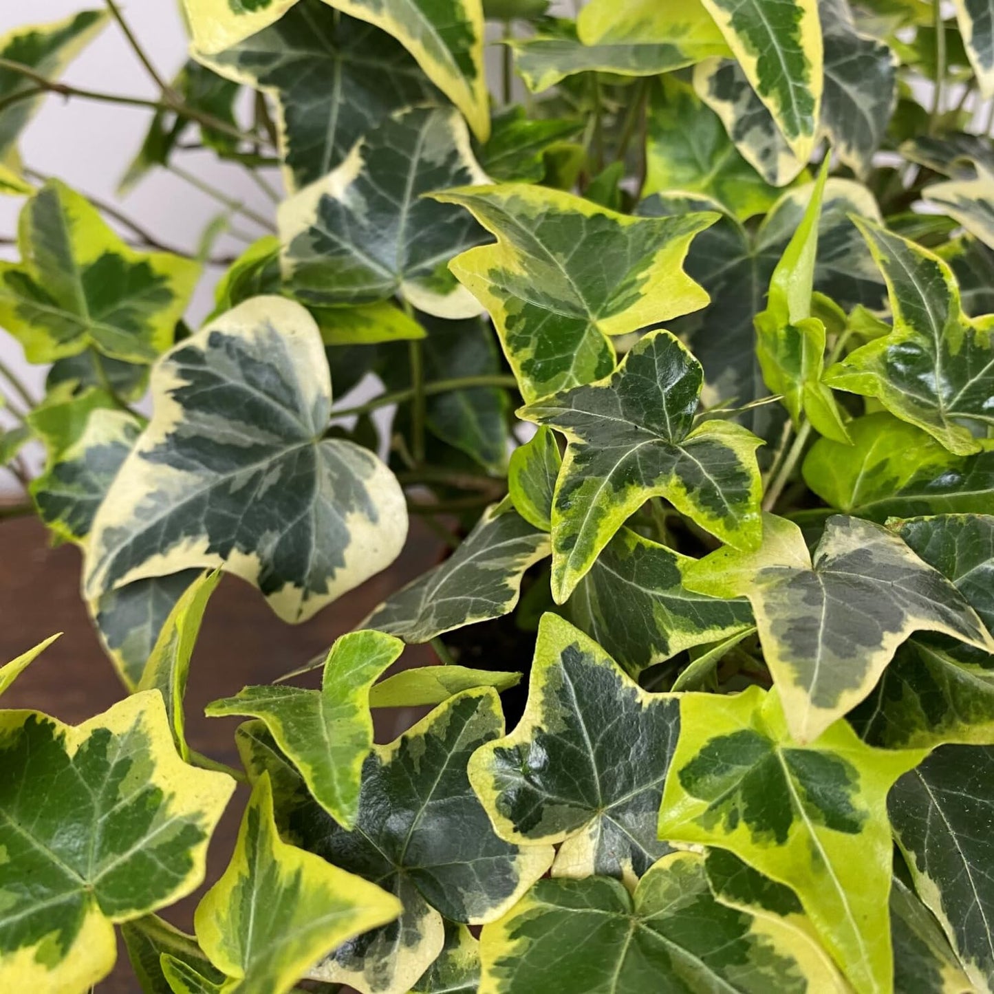 Trailing English Ivy Live Plant, Hardy Ivy Plants in 4" Pot, Climbing Plants Outdoor Garden, Easy Care House Plant (Variegated Yellow Green)