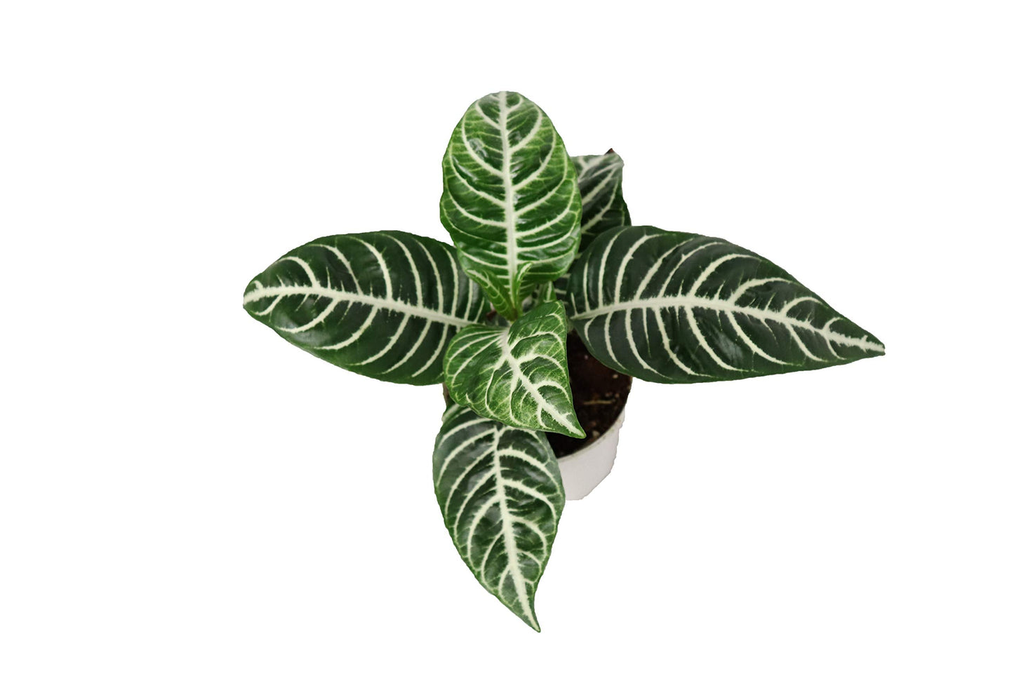 Aphelandra Zebra Plant- 4'' from California Tropicals