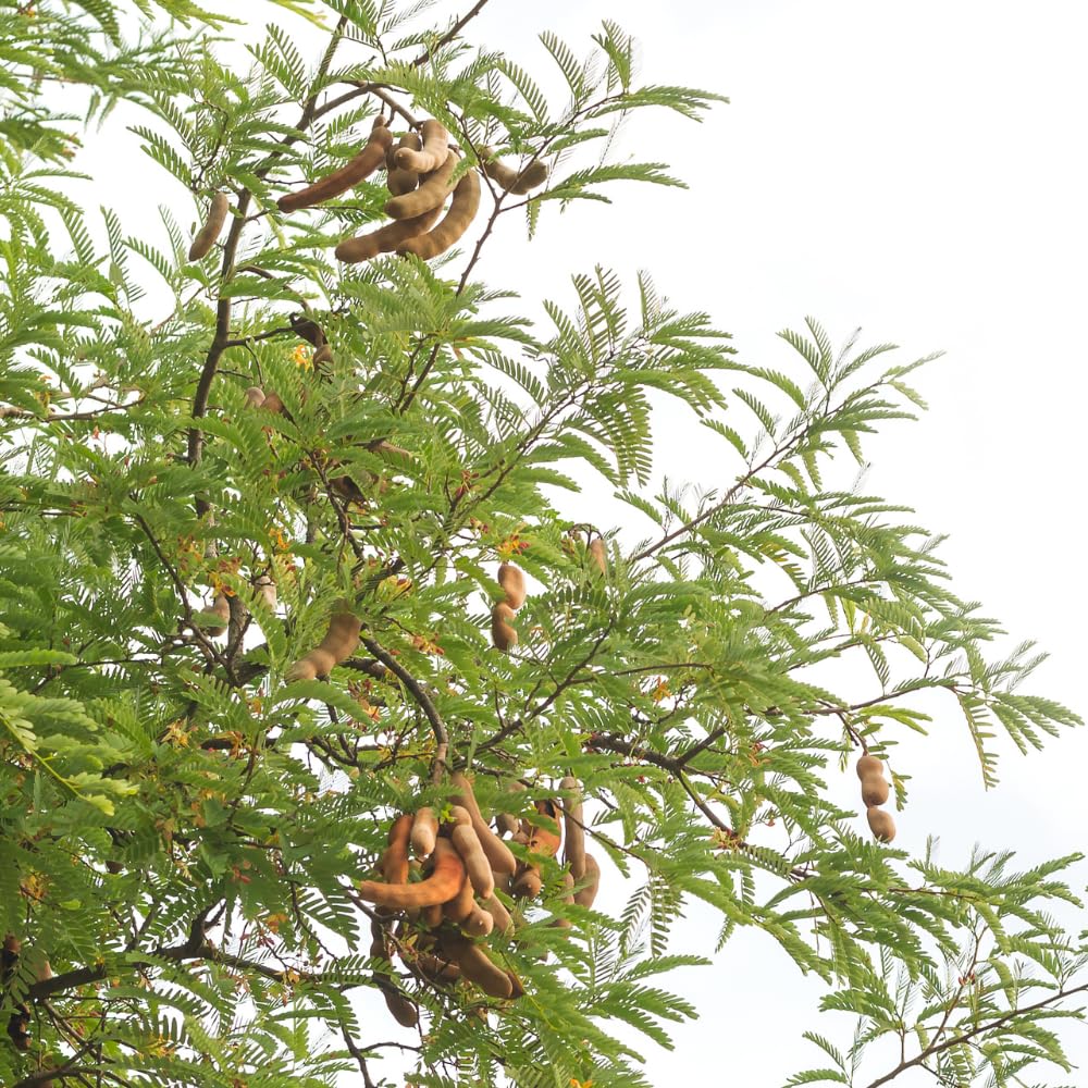 Sweet Tamarind Plant Live, Tamarind Tree, Perennial Tamarinds Fruit Tree, Fragrant and Edible Fruit for Planting, Well Rooted 2-3 Feet Tall in One Gallon Pot