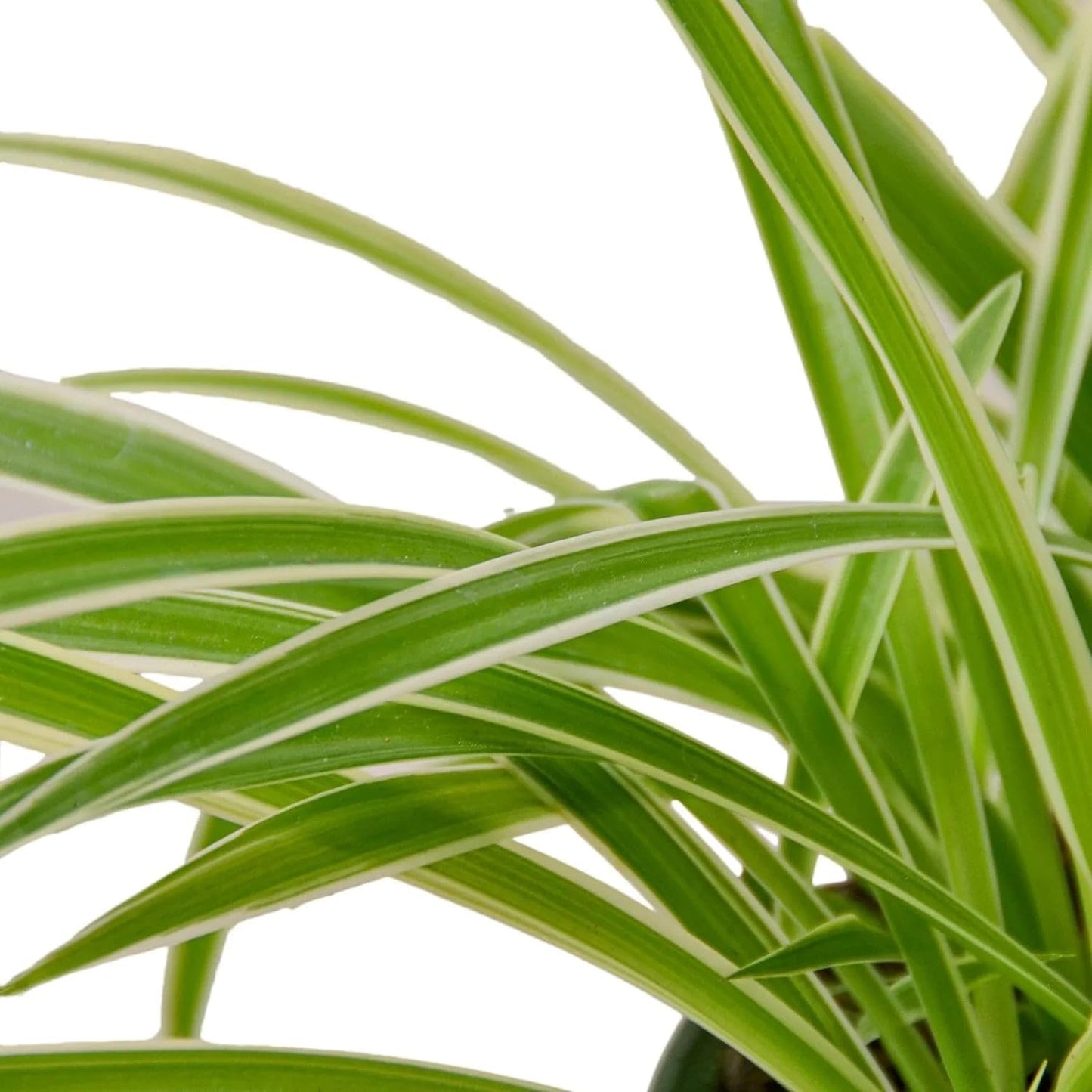 Spider 'Reverse' | Live Plant for Indoor & Outdoor | for Living Room, Office, Bathroom | (6" Pot)