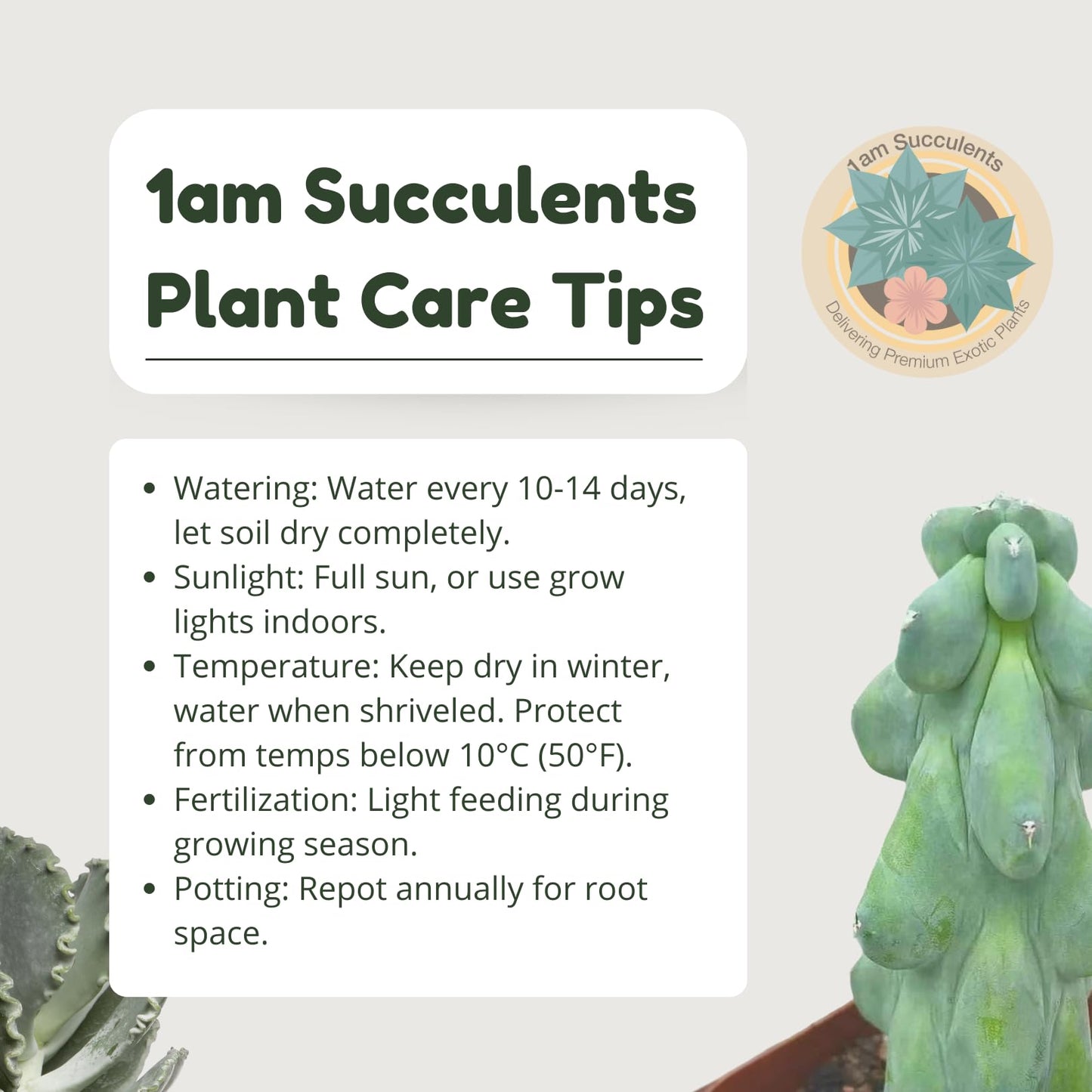Boobie Cactus Live Plant - Myrtillocactus Geometrizans Fukurokuryuzinboku - 5-6 Inch Height, Unique Succulent Cactus for Indoor and Outdoor Home and Garden Decor, Low Maintenance and Drought-Tolerant