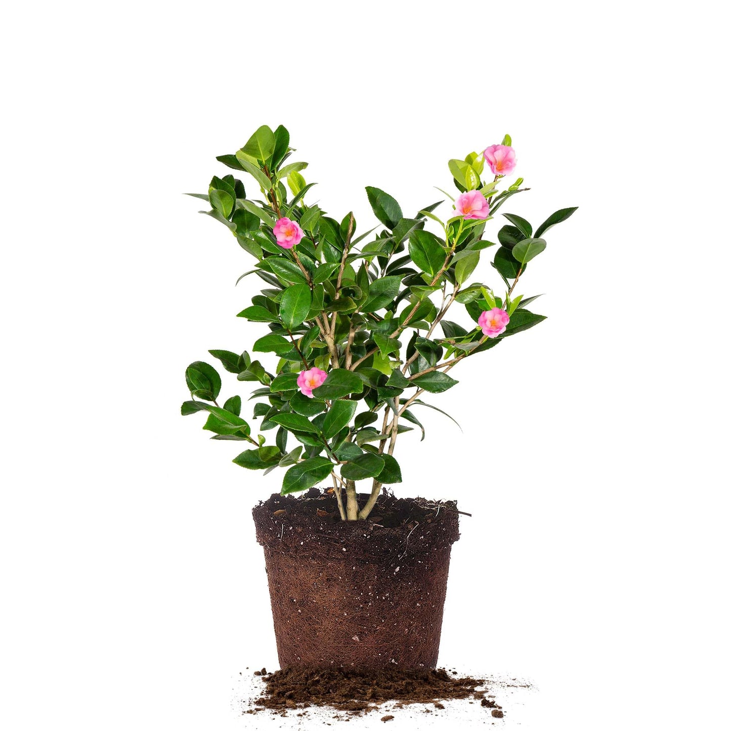 Perfect Plants Taylor's Perfection Japanese Camellia 3 Gallon Pot | Live Outdoor Flowering Shrub Plant for Garden Landscape | Pink Fall & Spring Flowers | Evergreen | Thrives in Zones 7-10