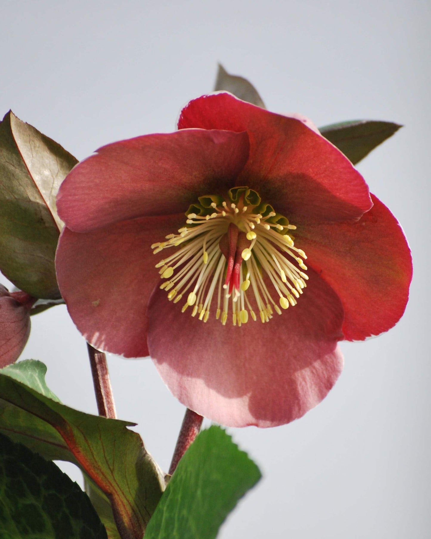 Perennial Farm Marketplace Helleborus Frostkiss® Penny’s Pink (Lenten Rose) Live Perennial, Size-#1 Container, Mauve Pink Late Winter to Spring Flowers with Marbled Evergreen Foliage