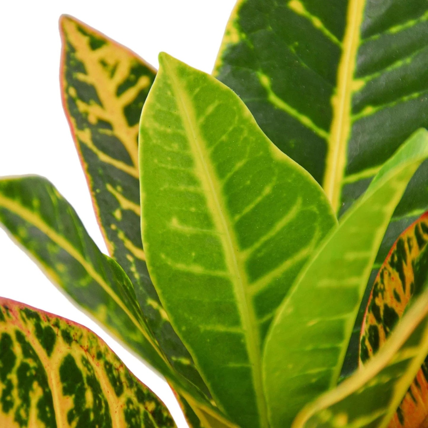Croton Petra 'Joseph's Coat' | Live Plant for Indoor & Outdoor | for Living Room, Office, Bathroom | (3" Pot)