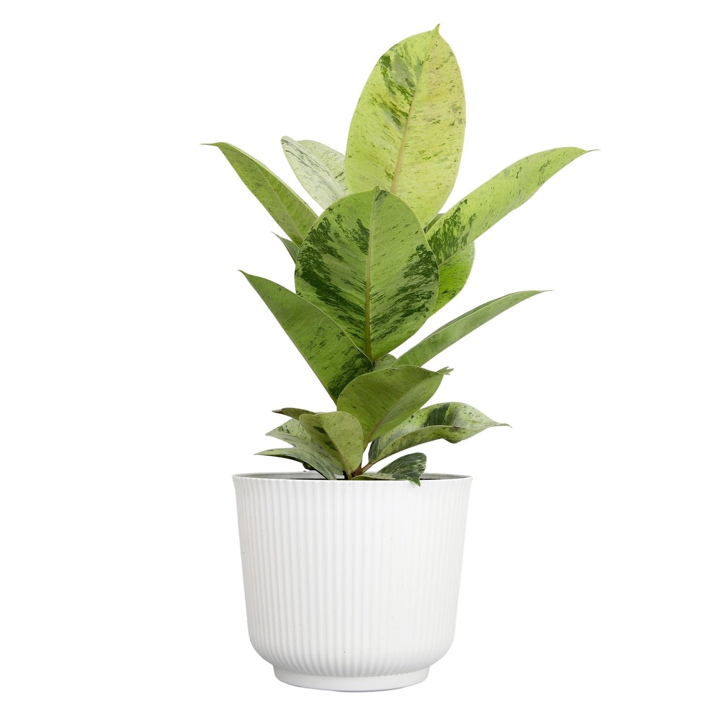 Ficus Shivereana 'Moonshine', Rare Rubber Trees, Unique Live Houseplant Decor in 6" White Pot, Easy Gift, Variegated Live Ficus Houseplants, Office & Decorative Plants by Plants for Pets