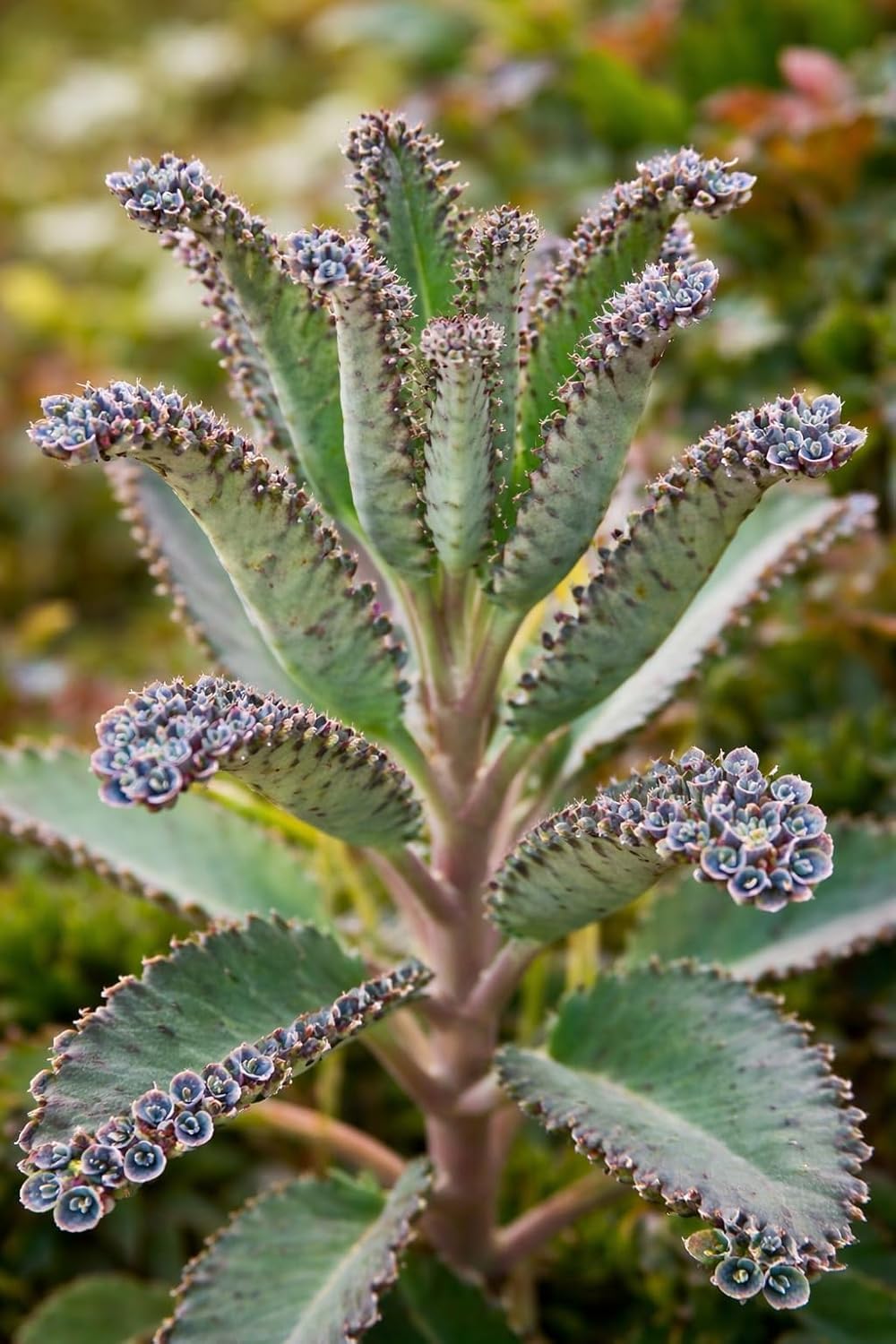 Pinnata Kalanchoe Starter Plant - 2 Inch Pot - Mother of Thousands