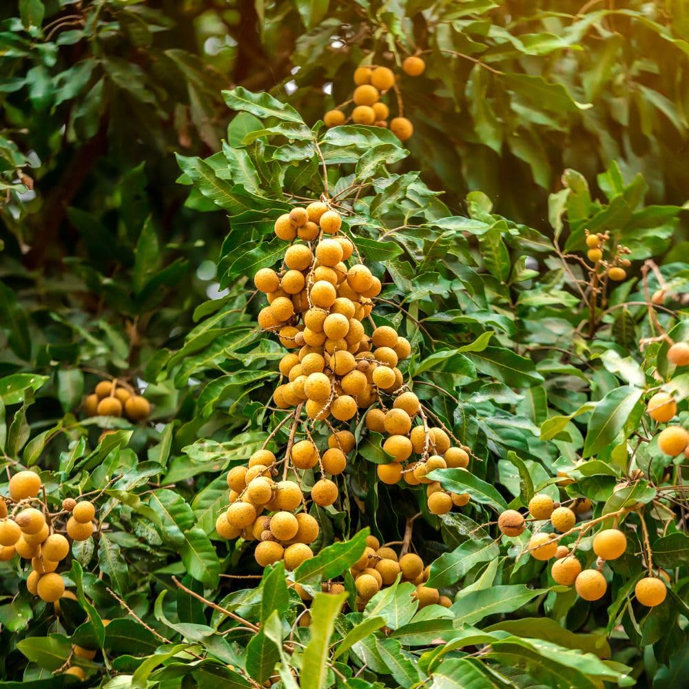 Longan Tree Live Plant 3 Gallon 2-3 Ft Tall, Live Tropical Fruit Plant, Sweet Longan Fruit Tree for Outdoor Growing, No Ship to CA