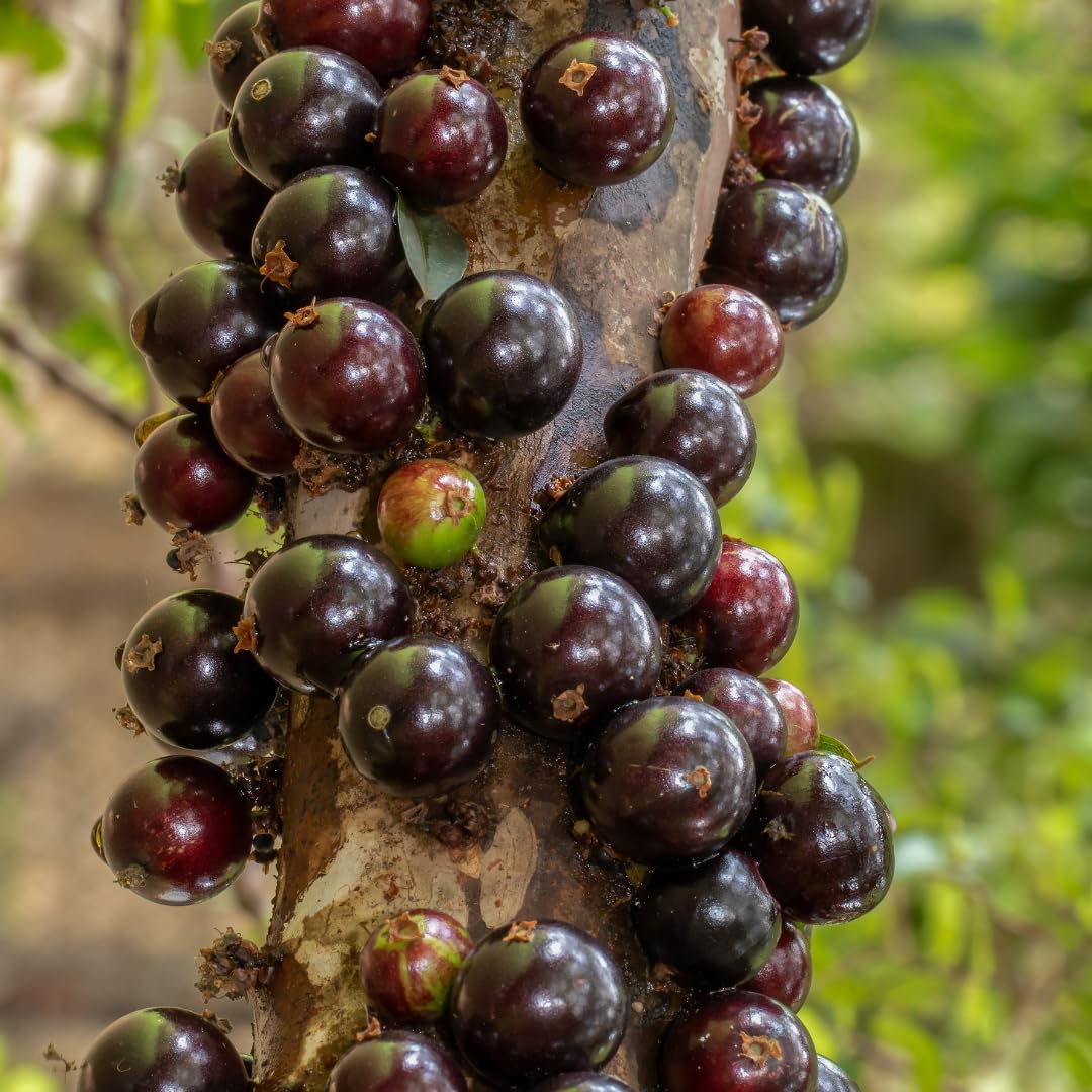 Live Jaboticaba Plant, Black Jabuticaba Tree, 2-3 Feet in 3 Gallon Pot, Brazilian Grapetree, Ready to Grow, No Shipto CA