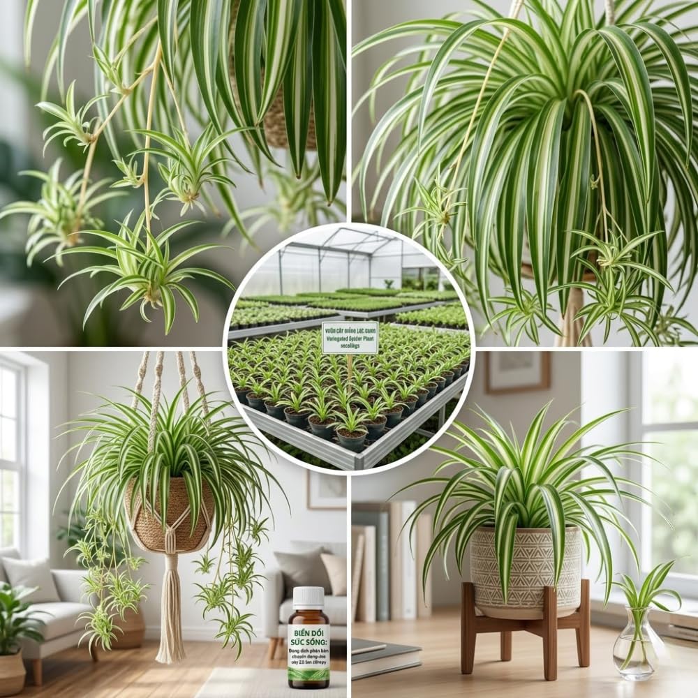 Variegated Spider Plant Live, 4-6" Tall in 4" Pot, Chlorophytum Comosum Indoor Houseplant, Variegated Green and White Leaves, Fully Rooted, Suitable Home and Office Decor