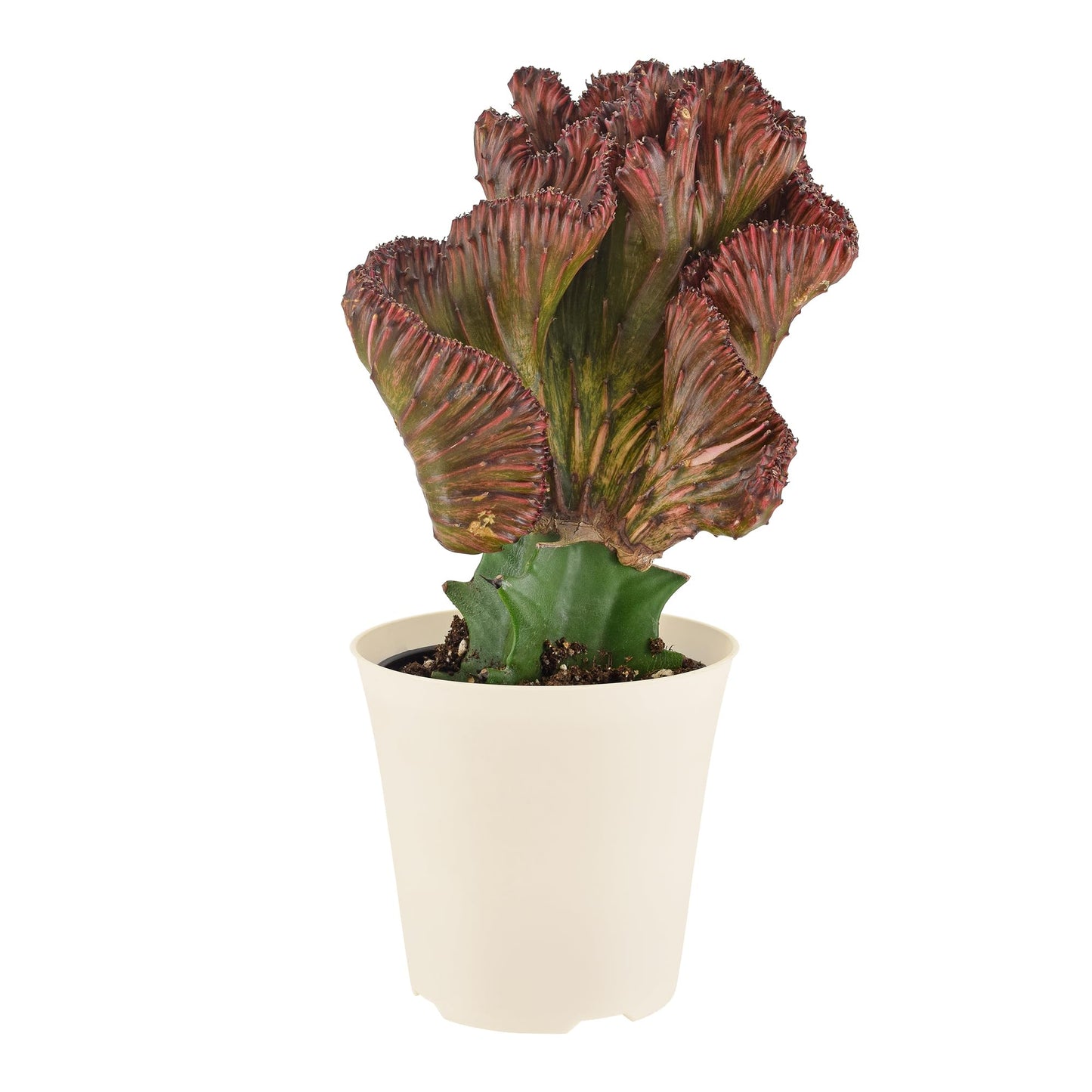 Arcadia Garden Products Live Mermaid Tail Cactus Indoor Houseplant in Plastic Pot, Euphorbia lactea Cristata Crested Coral Succulent Plant Gift for Home and Garden Decor, 4-inch, Red