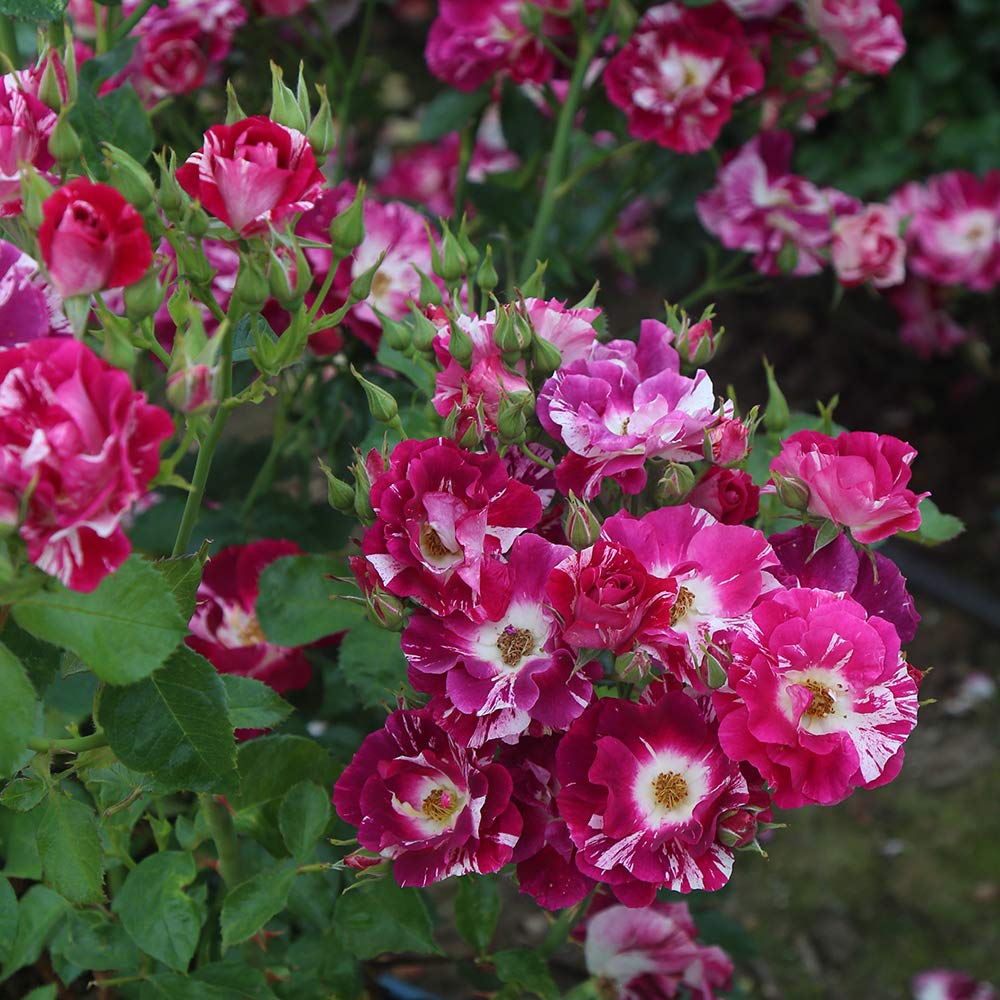 Heirloom Climbing Roses, Live Own Root Plant for Outdoor Garden, Purple Splash, Moderately Fragrant, Hardiness Zones 5-10, Repeat Blooming