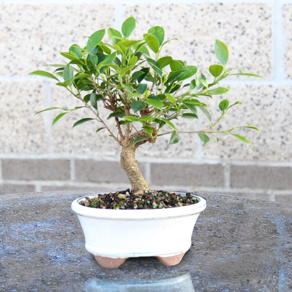 Brussel's Bonsai - Live Golden Gate Ficus Bonsai Tree in Ceramic Bonsai Pot, Indoor Bonsai Plant, 4 Years Old, 5-8 Inches Tall, Easy Care Houseplant for Home or Office (Small, Green)
