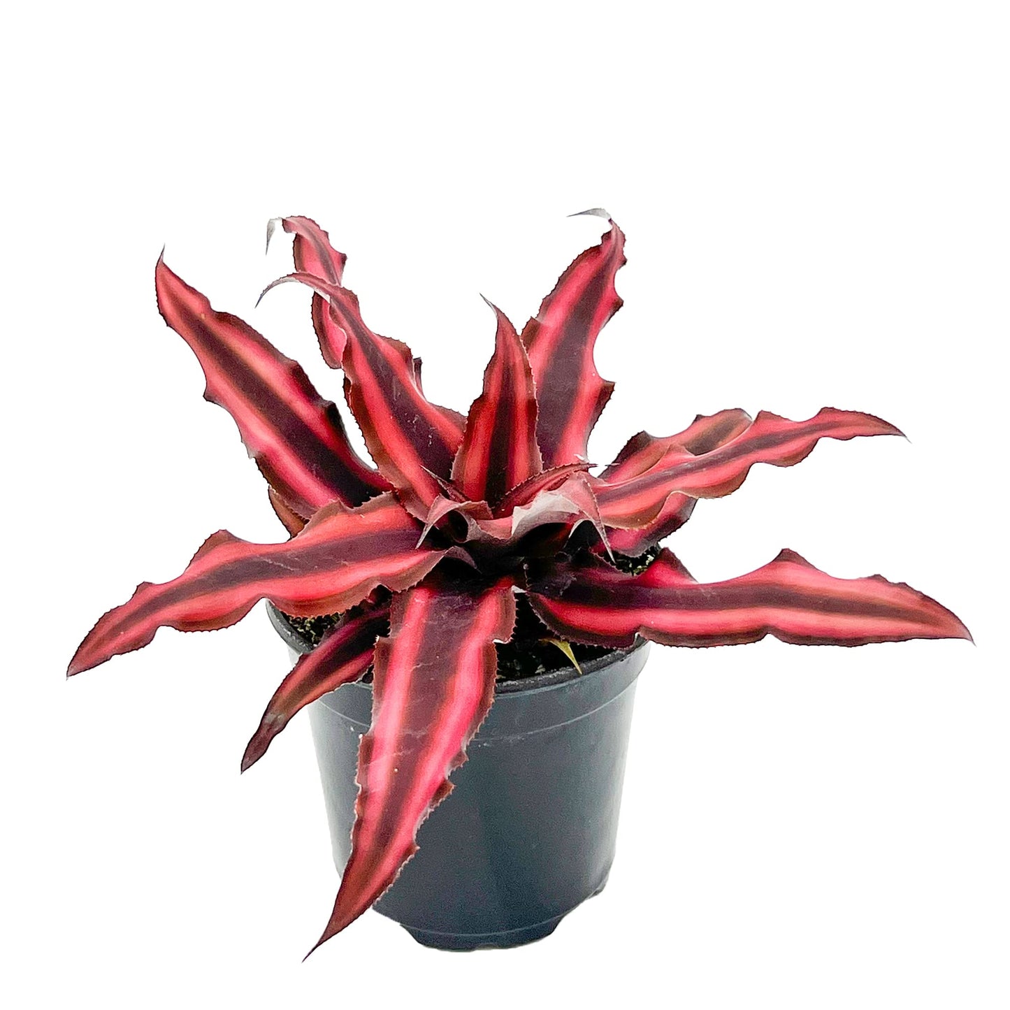 ragnaroc Live Plants – Cryptanthus ‘Red Star‘, 4-8" in 4" Pot - 1ct - Live Arrival Guaranteed - Succulents and House Plants for Home Decor & Gift