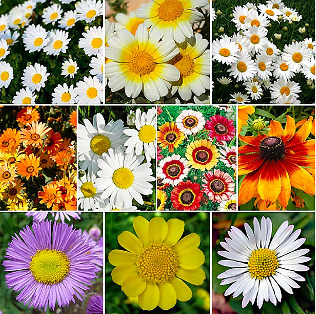 1500 African Field Daisy Seeds - Dimorphotheca Sinuata