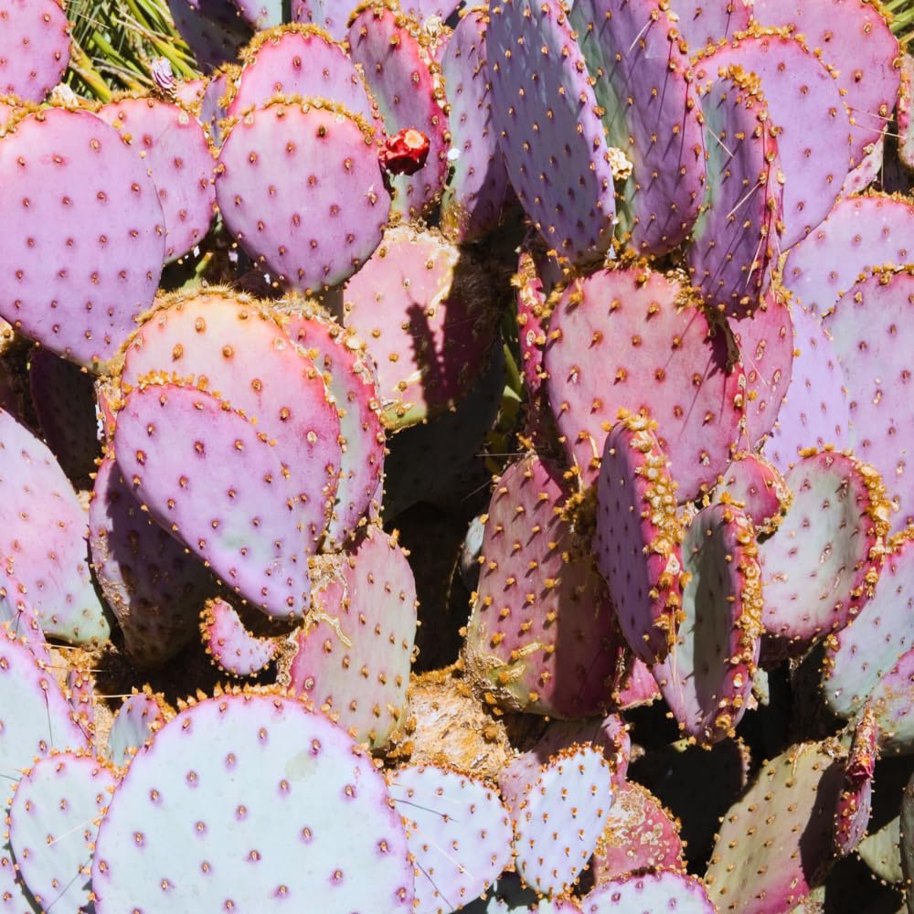 Prickly Pear Cactus, Purple Prickly Pear Cactus Plant Live in 3 Inches Pot