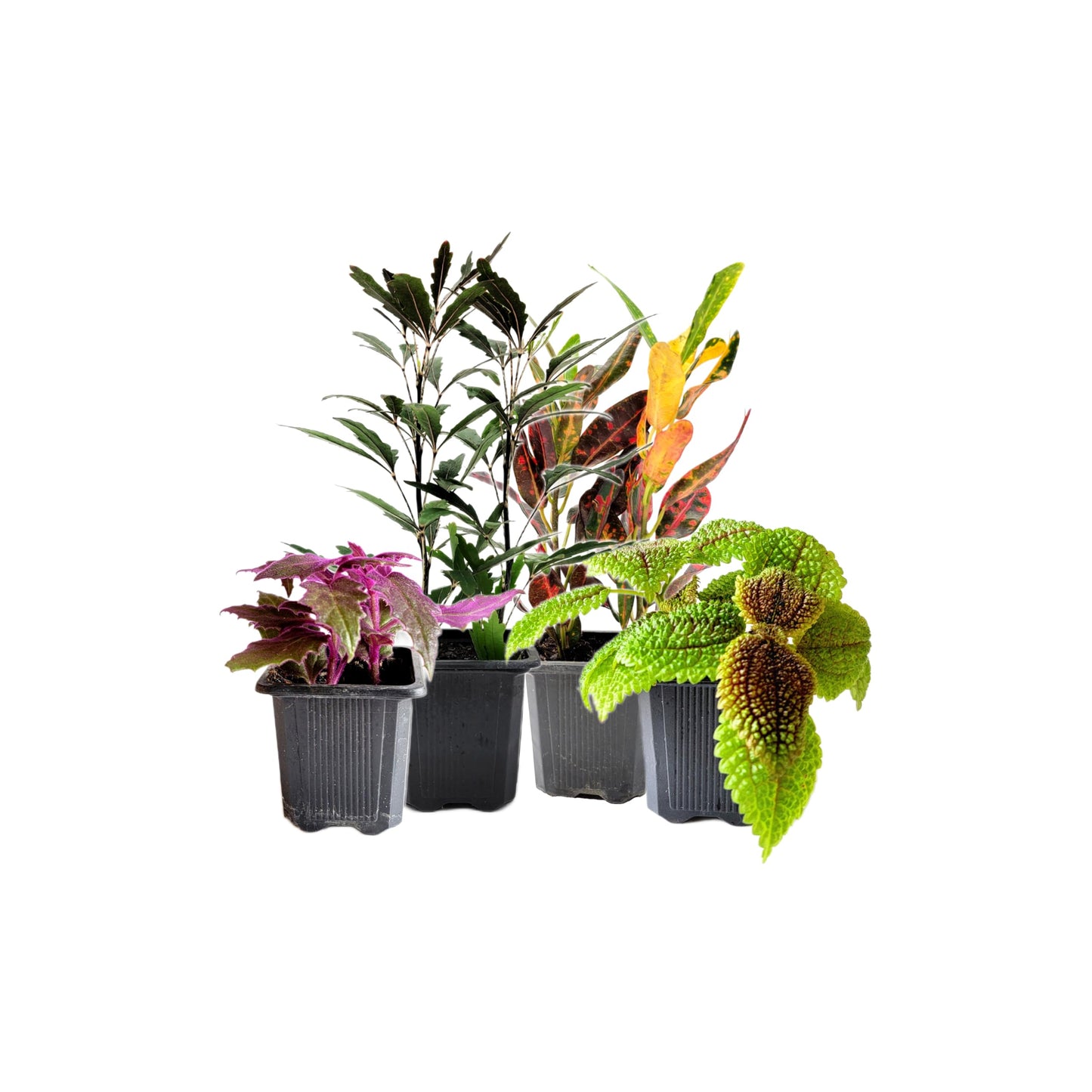 4PK 3'' Pot Live Plant Collection, No Duplicates for up to Four Packs (16 Plants), Live Indoor Houseplants, Live House Plants, Easy to Grow, Indoor Gardening, Home, Office Décor, Gifts