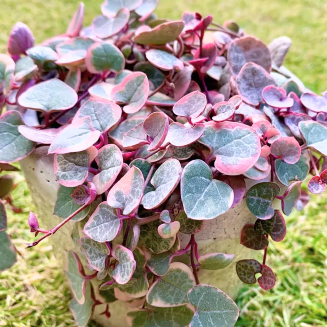 Variegated String of Hearts Live Plant in 4" Pot, Easy Indoor Hanging Succulent, Trailing Houseplant Indoor Outdoor, Easy to Root