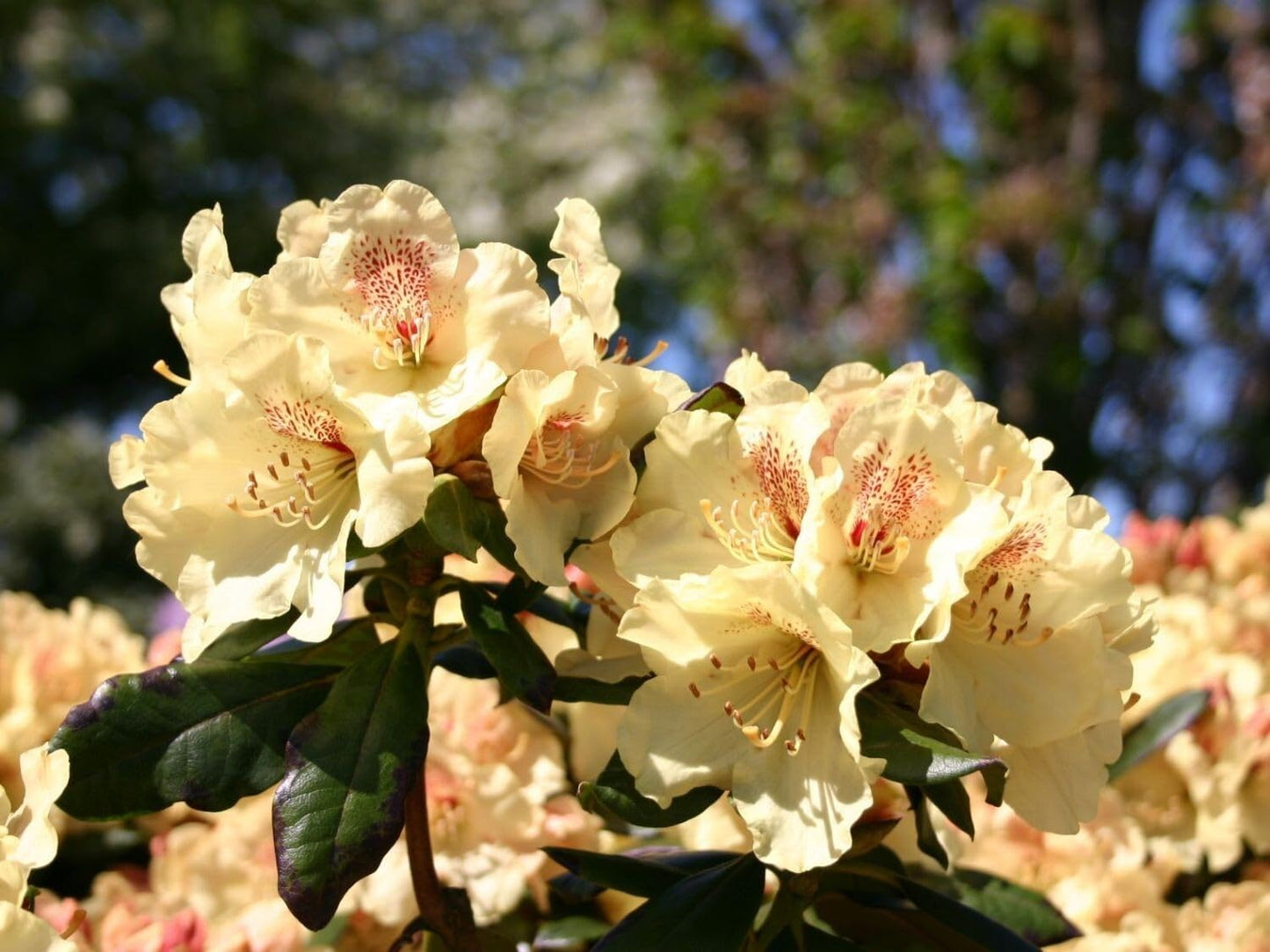 Live Plant - GOLDPRINZ RhododendronWell Rooted Starter Plant