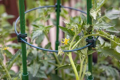 Gardzen 3-Pack Tomato Cage, Plants Support, Trellis Climbing Ring Cage, Stand for Pepper Eggplant Tomato Flowers