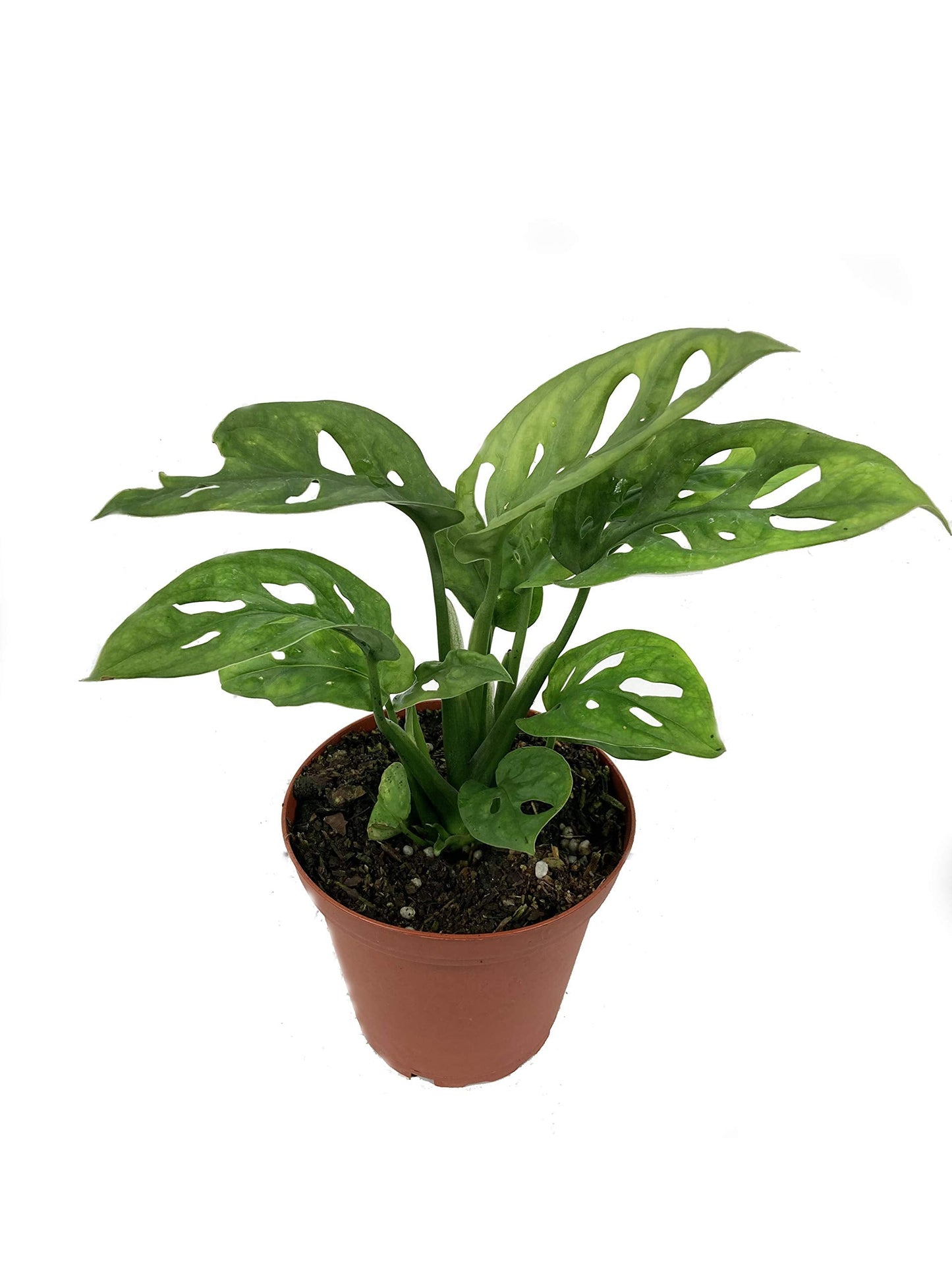 5 Pack Indoor Houseplant Collection - 5 Live Plants in 4 Inch Pots - Grower's Choice Based on Health, Beauty and Availability - Florist Quality Easy to Grow Air Purifying Indoor Plants