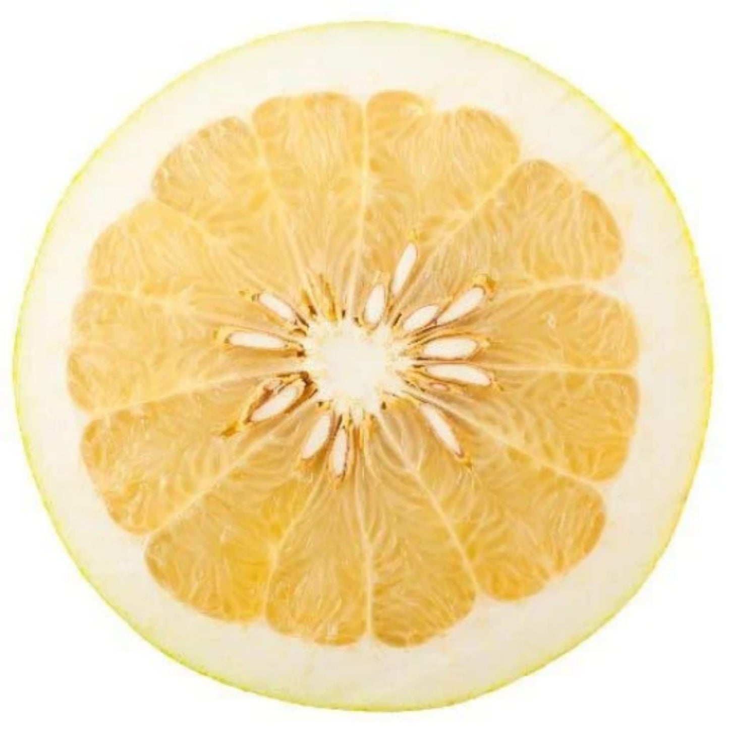 Florida only! Duncan Grapefruit Tree, 1 Gallon Tree, grafted 26-30" Tall