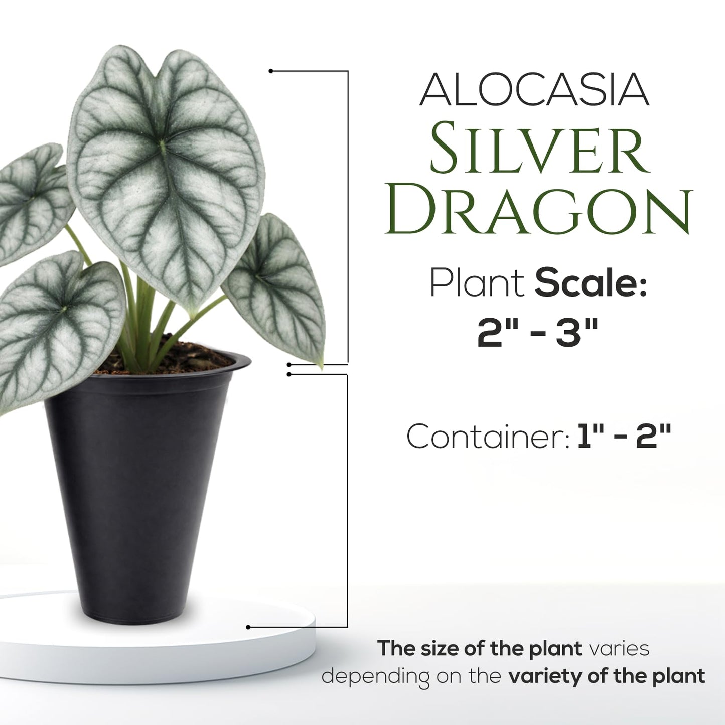 Alocasia Silver Dragon (4 Pack) Live Plant,Rare Indoor Alocasia,Silver Foliage Elephant Ear Plant,Tropical Houseplant Live, Starter Size Alocasia Plant,Houseplant for Home Decor and Indoor Growing