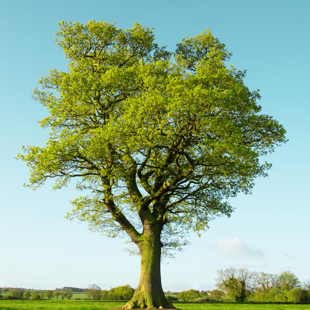 Pack 2 Willow Oak Plants Live, Oak Shades Tree from 12 to 18 Inches Height for Planting, Zones 5-9