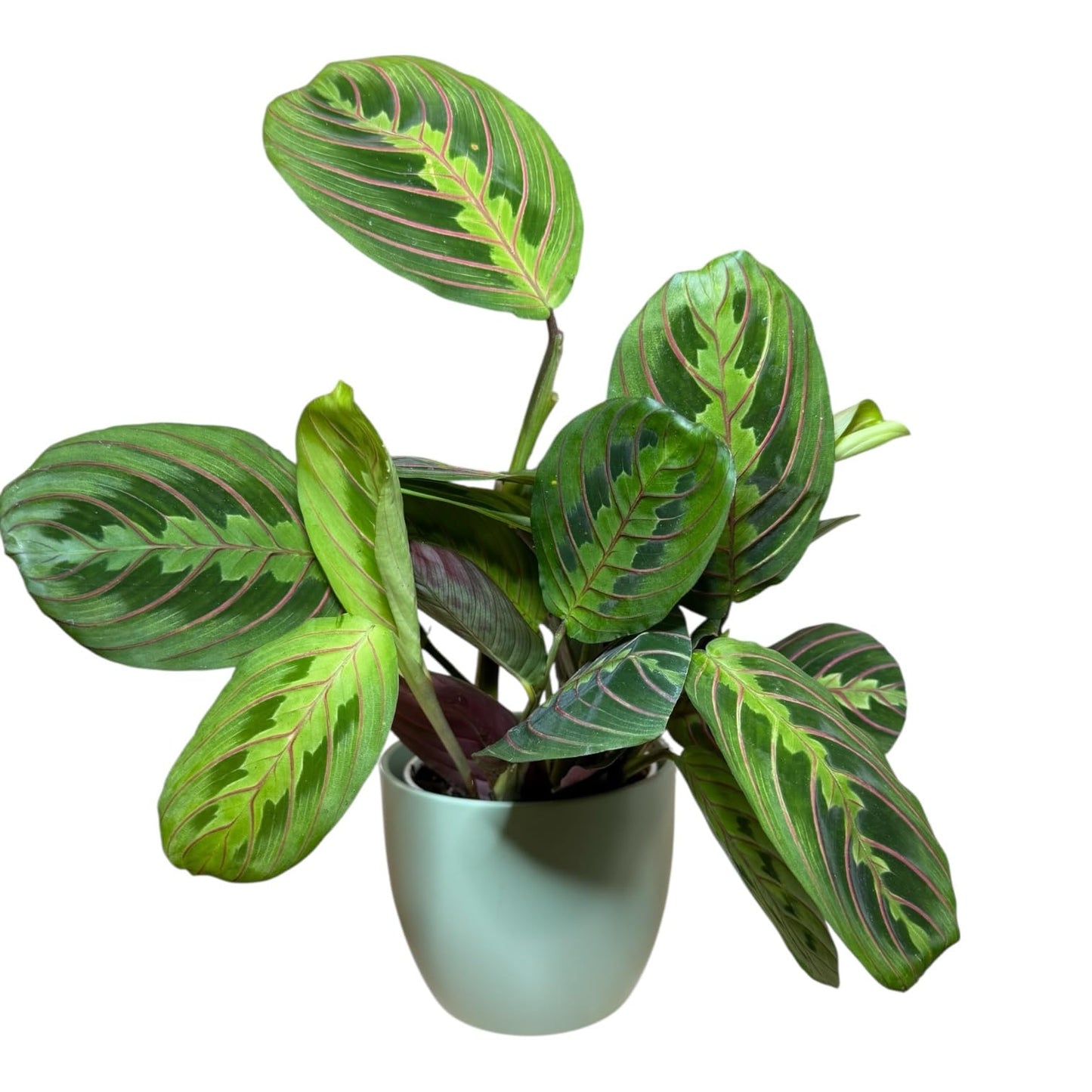 Live Plant, Red Maranta Prayer Plant, Pet Friendly, Air Purifying Plant, Easy Care, Easy to Grow Live Indoor Plant, Houseplant, Rare Indoor Plant, Home Décor 4.7 inch Pot (Sage)