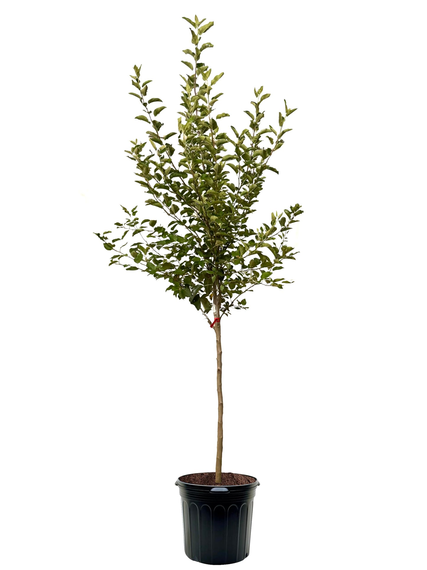 American Plant Exchange Apple Tree 'Pink Lady' – Live Fruit-Bearing Plant, 7-Gallon Pot, Cold-Hardy, for Home Orchards, Backyard Gardens & Edible Landscapes