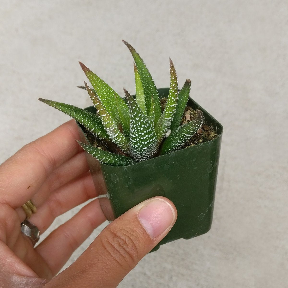 Haworthia 'Zebra Plant' White Stripe Aloe Spiky Succulent (2 inch)