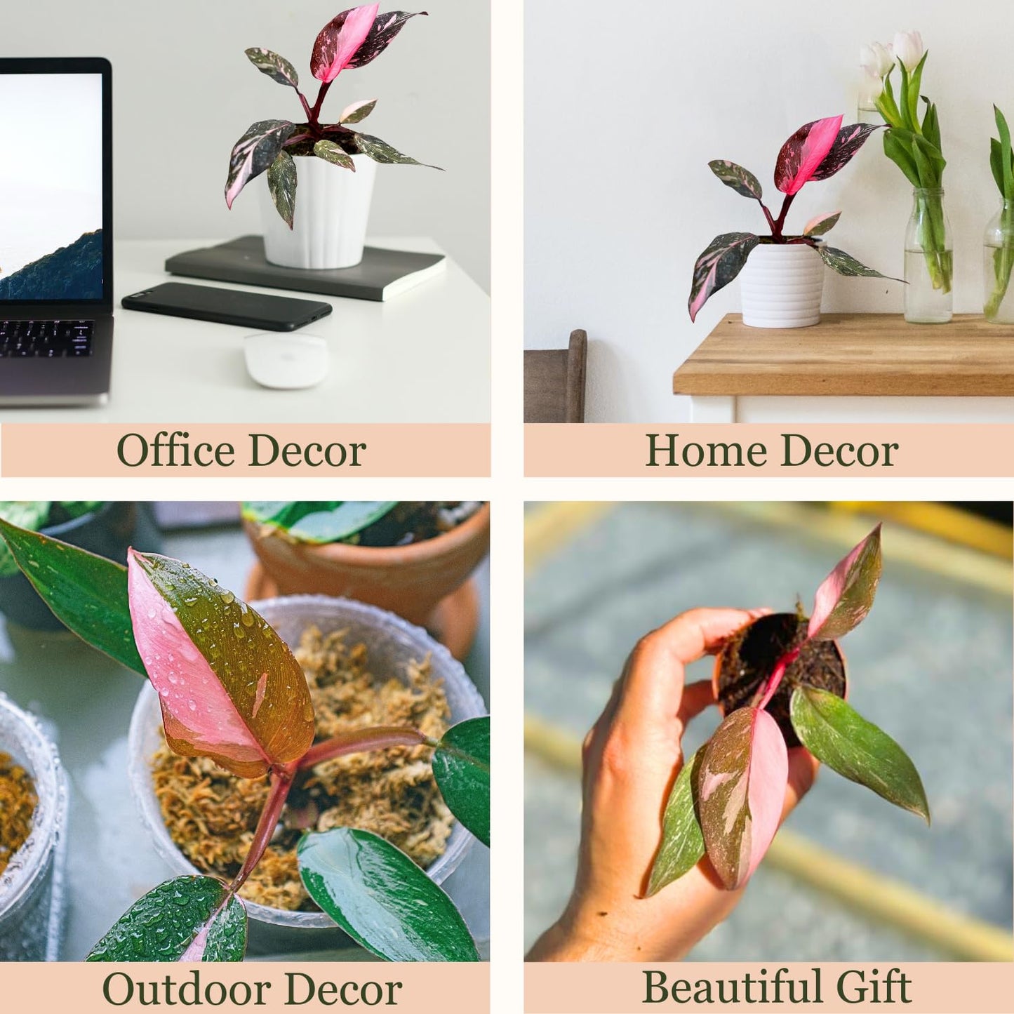 4 Inches Philodendron Pink Princess Live Plant with 4" Pot - Philodendron Plant Live Easy to Grow and Air Purifying - Indoor Houseplants for Home Office Wedding Decor & Gift Idea(Heat Pack Included)