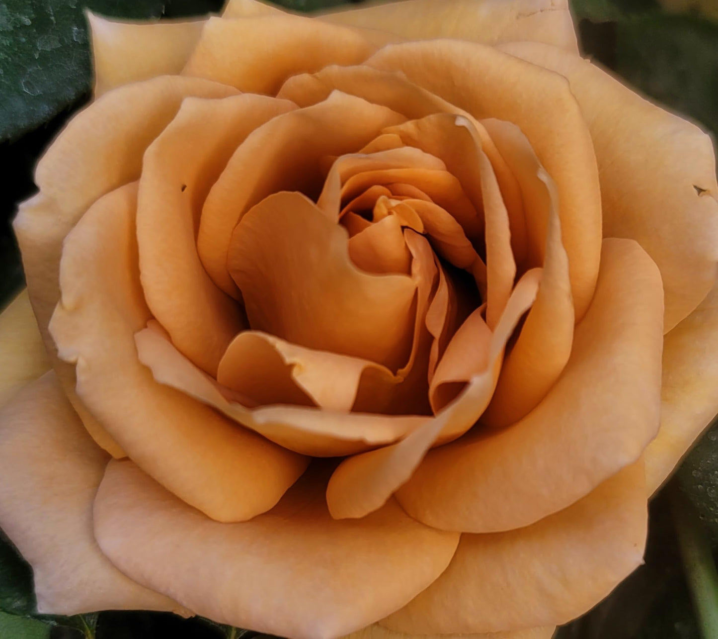 Ma Cherie Roses Butterscotch Climbing Roses Live Plants, Rose Bushes Ready to Plant, 2 Quart Pot, Live Plants Outdoor, Plant Gifts, Roses Live Plants, Outdoor Plants Live, Rose Bush, Climbing Roses