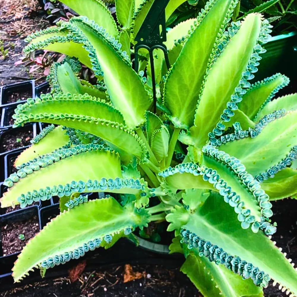 Mother of Thousands Kalanchoe Plant Live 4'' Pot, Hardy Succulent Indoor Houseplant for Growing