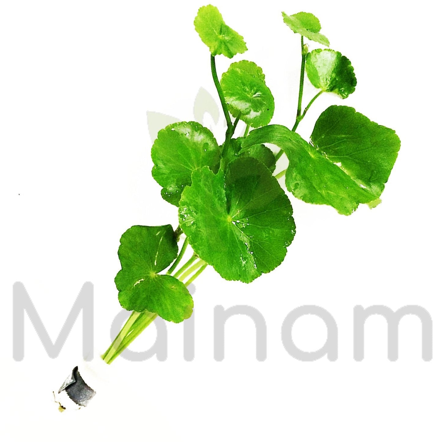 Mainam - Brazilian Pennywort Bundle Live Aquarium Plants 3 Days Live Guaranteed for Freshwater Pond Fish Tank