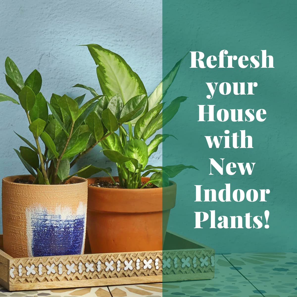 House Plant Shop | Maranta 'Lemon Lime' - 4" Pot | Live Indoor Plant | Easy to Care | Natural Décor Plant | Great Gifts| Free Care Guide