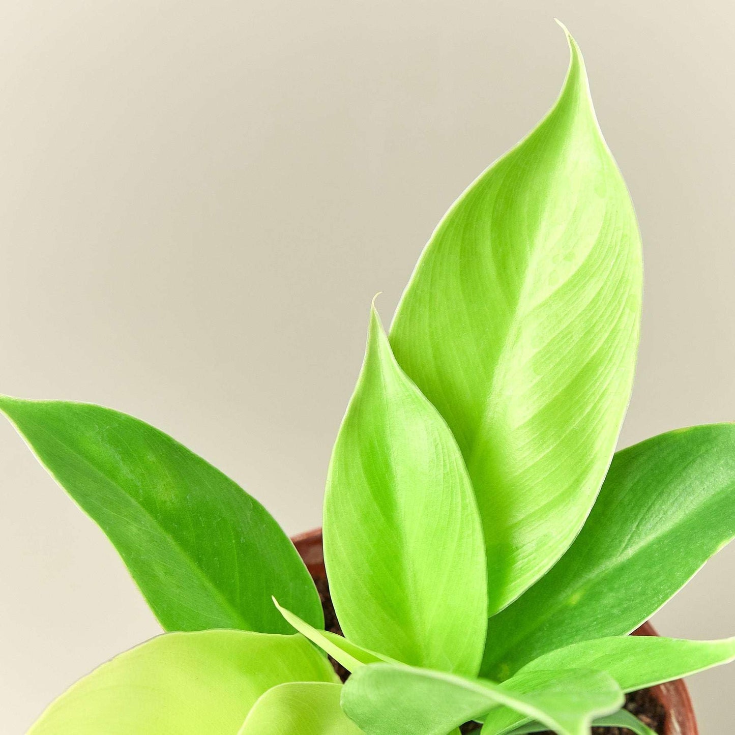 Philodendron Moonlight Live Plant for Indoor | Different Houseplants in 4'' & 6'' Pot | Real House Plant for Living Room, Office, Desk & Bathroom | Moonlight