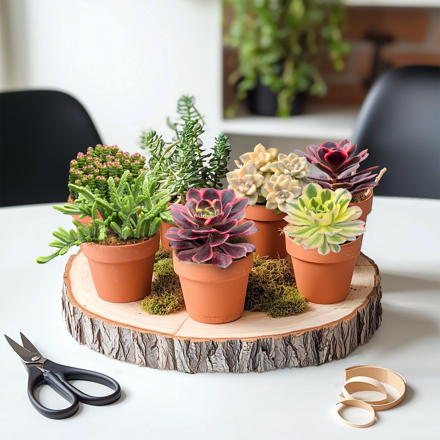 Live Succulents Aeonium 'Superbang' (4-inch), Succulent Plants Fully Rooted in Pots with Soil, Easy-Care House Plant for DIY, Home Office Decor, Wedding Party Favor