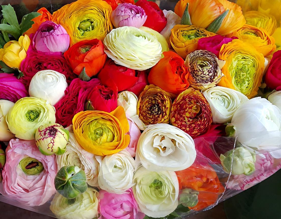 White French Peony Ranunculus - 12 Largest Size Corms, Premium Bulbs for Stunning White Blooms, Ideal for Garden Beds, Perfect for Spring Planting 2025, Elegant Peony-Like Flowers