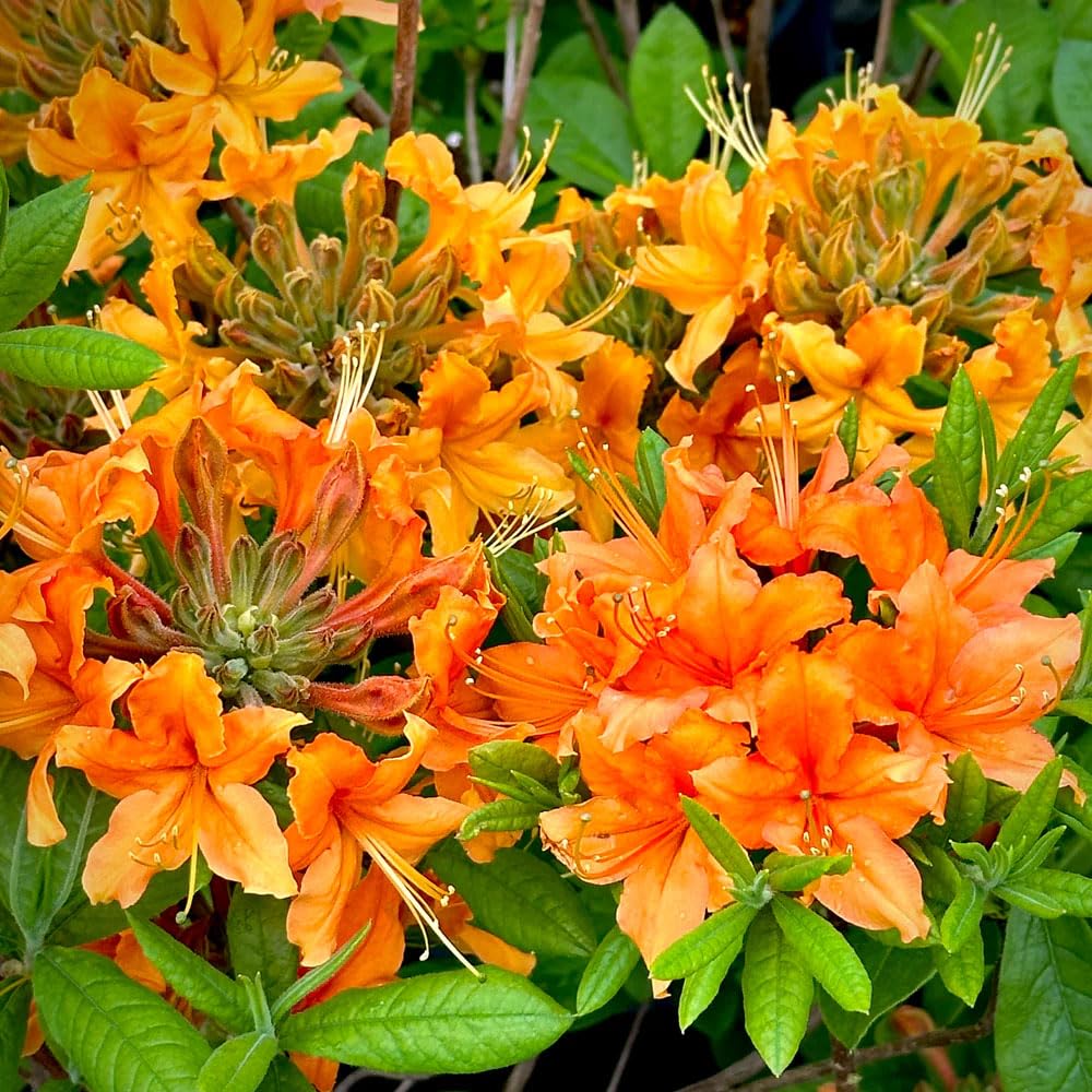 30+ Seed Mixed Colorful Azalea Rhododendron Simsii Seeds Schlippenbachii Bush Shrub Beautiful Flowers Plant for Garden Outdoors