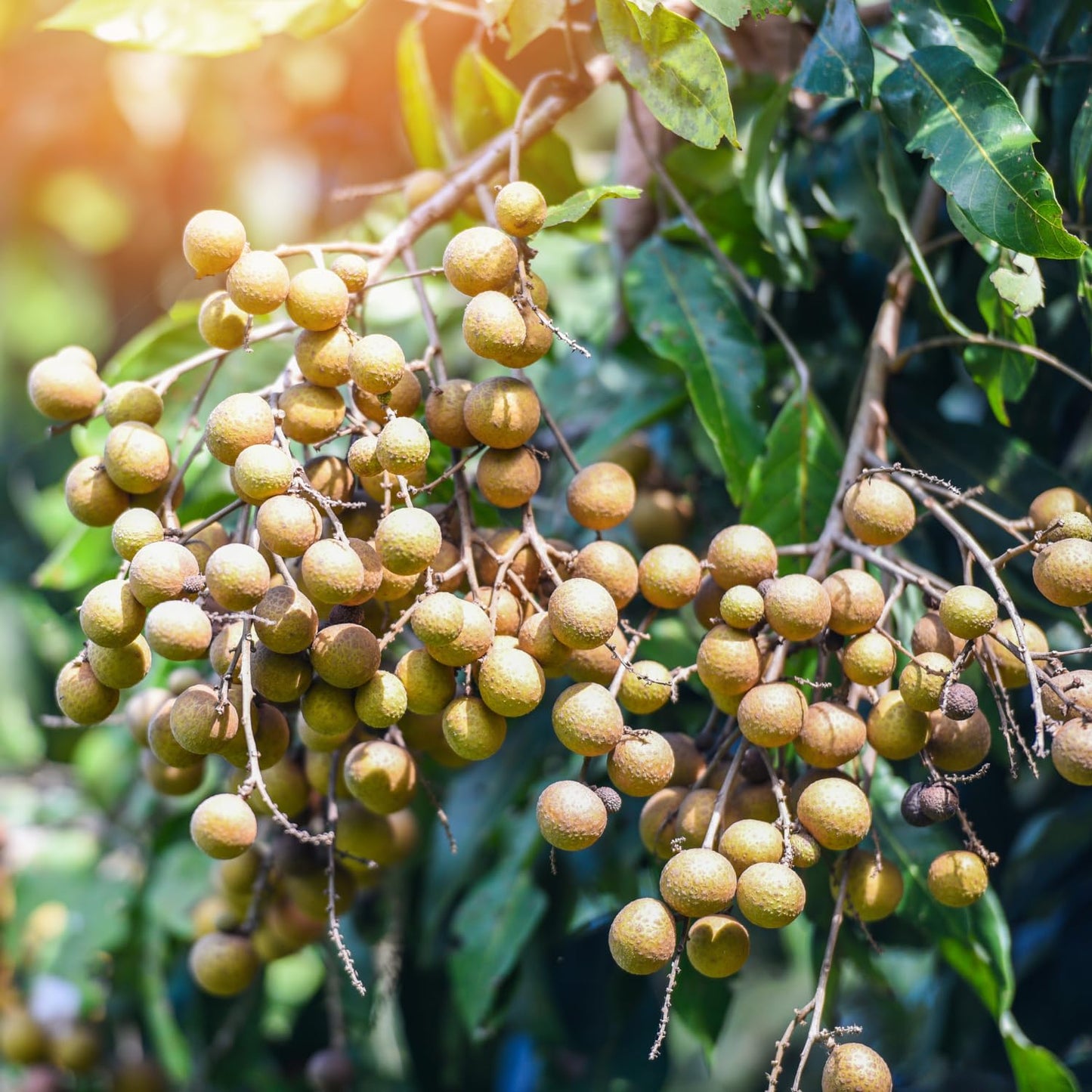 Longan Tree Live Plant, 8-10 Inches Tall in 4 Inch Pot, Tropical Fruit Tree for Indoor or Outdoor Growing