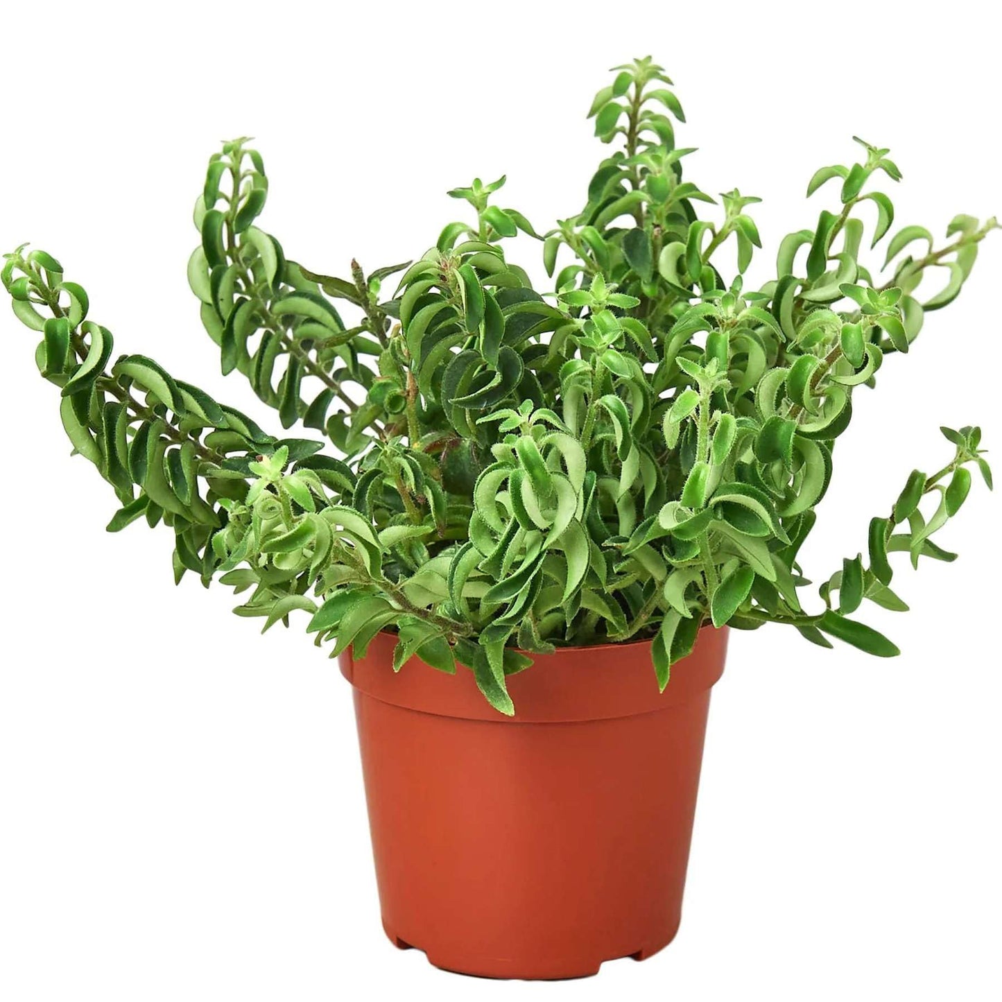 Curly Lipstick Plant! Live Plant for Indoor | Different Houseplants in 4'' & 6'' Pot | Real House Plant for Living Room, Office, Desk & Bathroom | Aeschynanthus radicans
