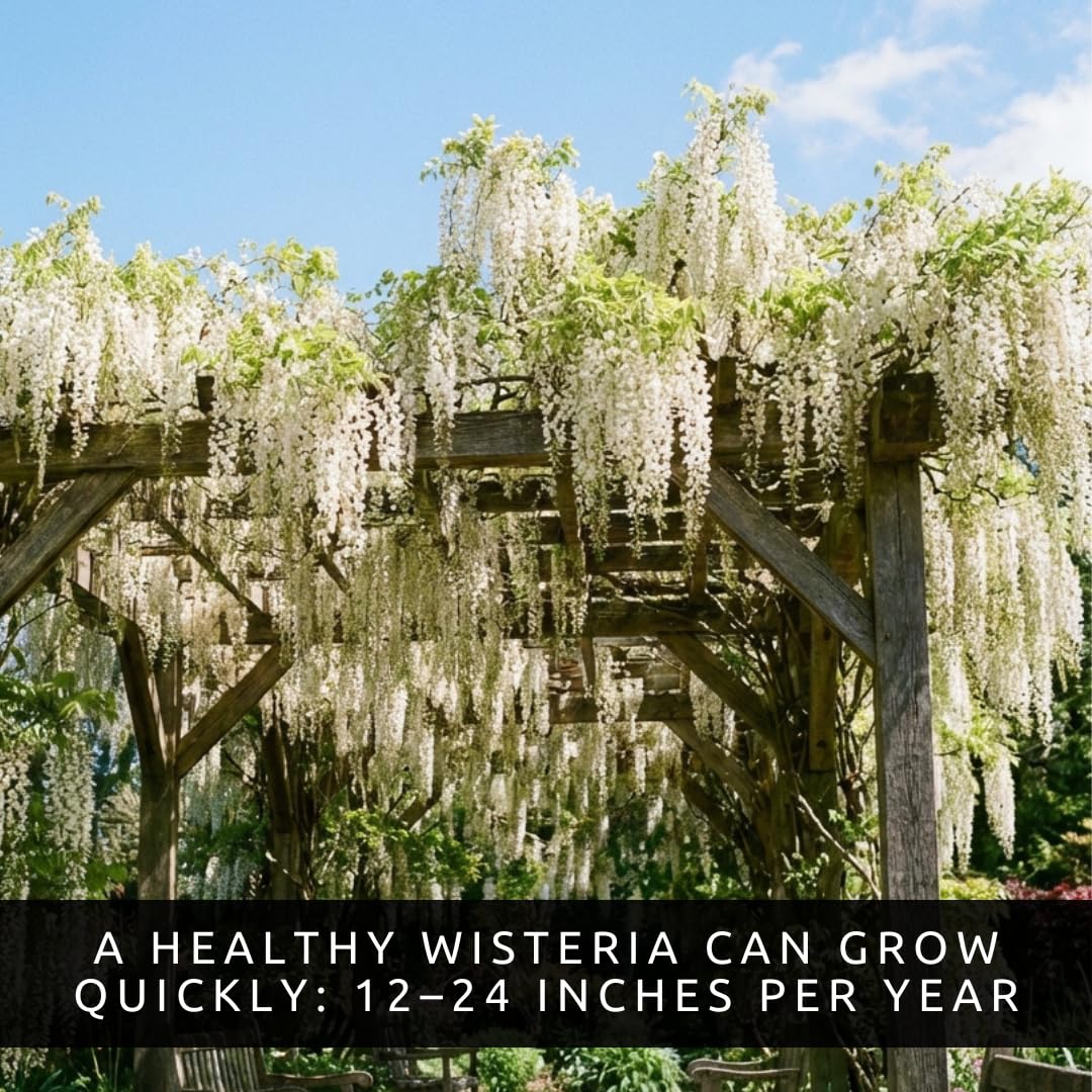Wisteria Seeds Variety Pack – 15 Seeds Total (5 Pink, 5 Purple, 5 White) – Fast Growing Perennial Flowering Vine for Trellis, Arbor & Garden – Fragrant Climbing Plant Seeds for Outdoor Planting