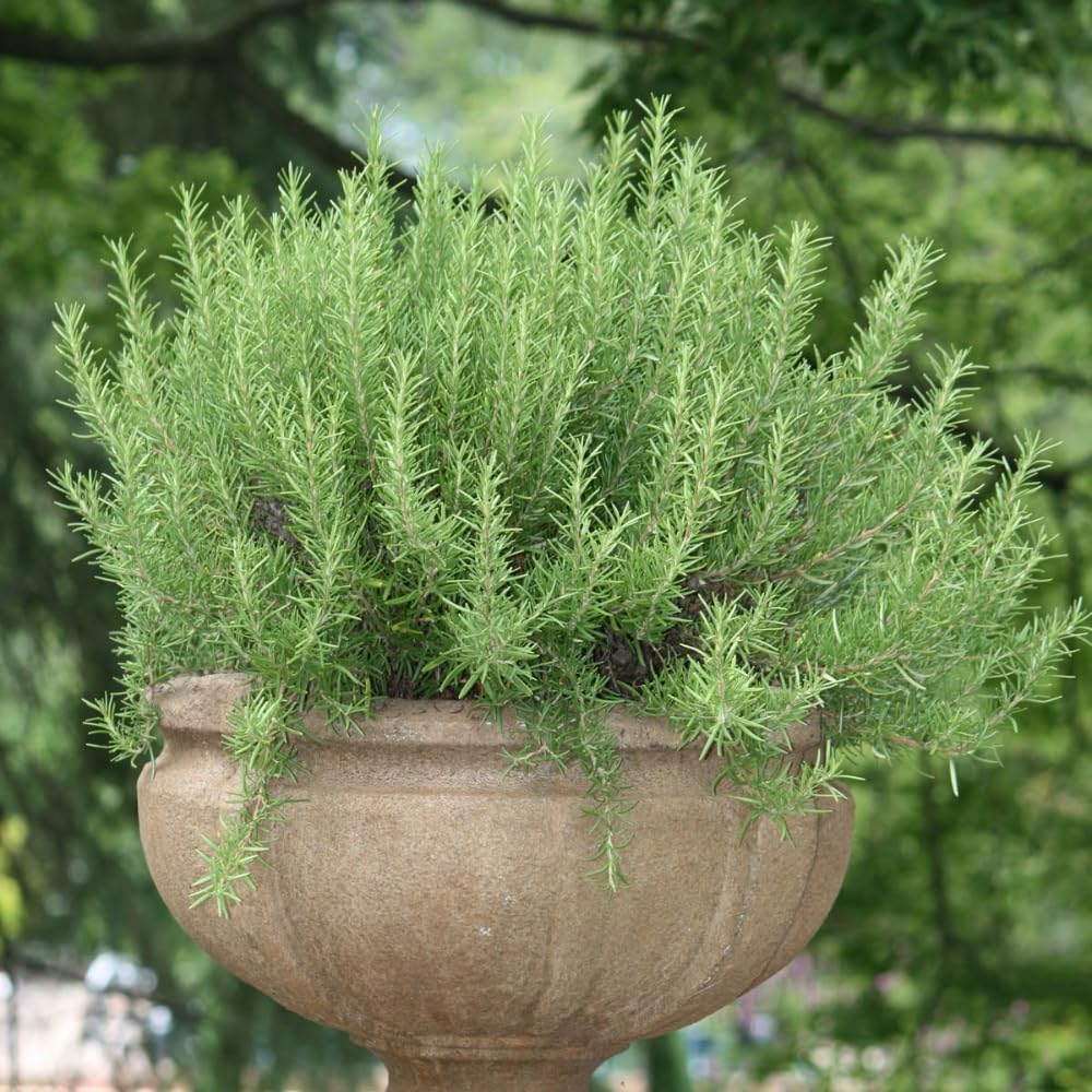 Rosemary Herb Plant Live 6-8'' Tall, Hardy Fragrant Rosemary Plants, Starter Herb in 4'' Pot, Outdoor Growing