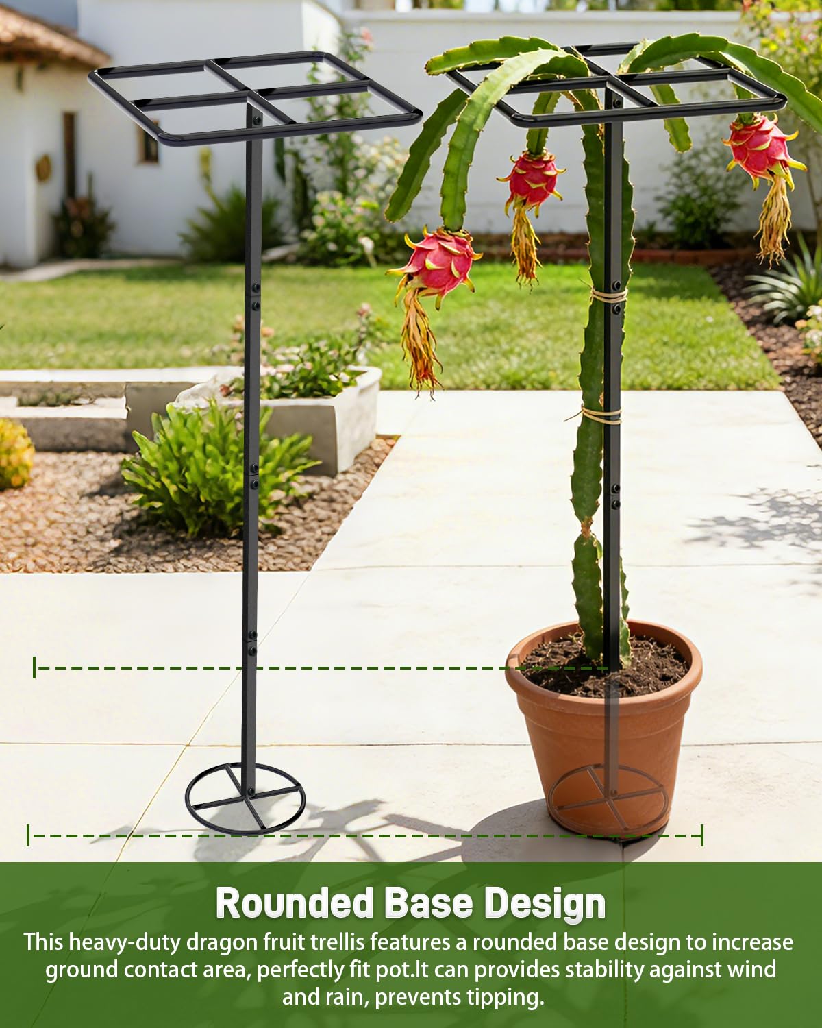 2 Pack 66''×16'' Heavy-Duty Metal Dragon Fruit Trellis, Adjustable Gardening Support Stand for Vertical Climing Plants,Trees,Cactus Garden Outdoor Indoor Potted Support
