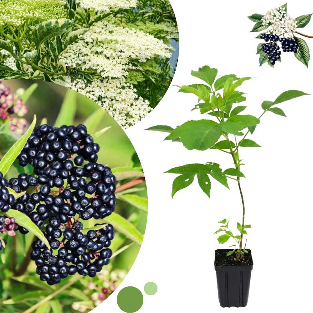 Elderberry Plant Live, 6-12" Height, Hardy Perennial Black Elderberry Bush for Outdoor Planting, in Pot