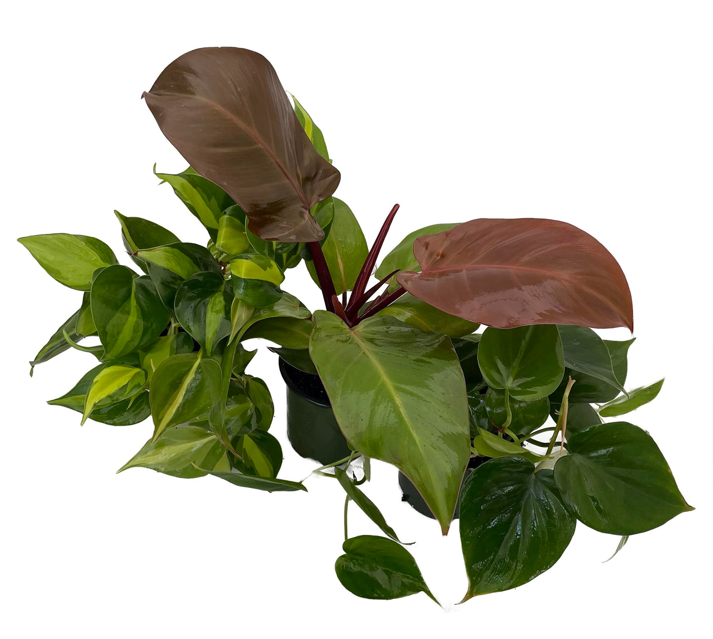 Philodendron Assortment - 3 Pack in 4" Pots